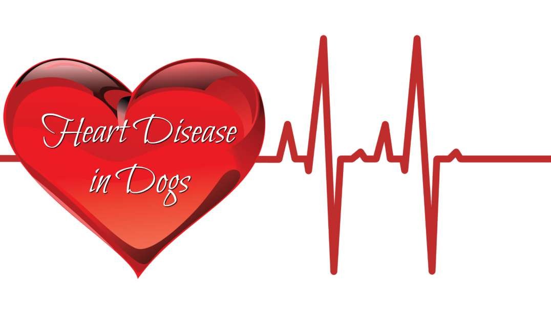 Heart Disease In Dogs