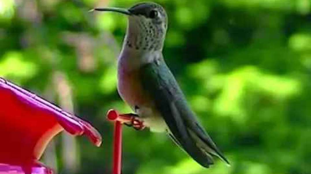 IECV NV #54 - π The Three Hummingbirds π€ 7-2-2014