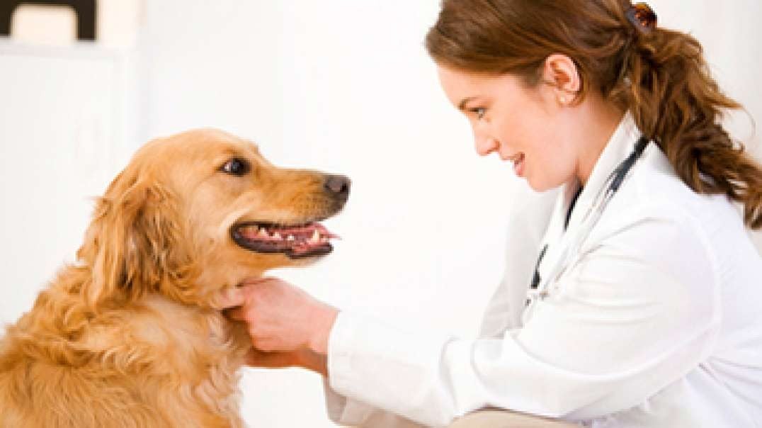 Top WORST Vet Recommended Medications.mp4
