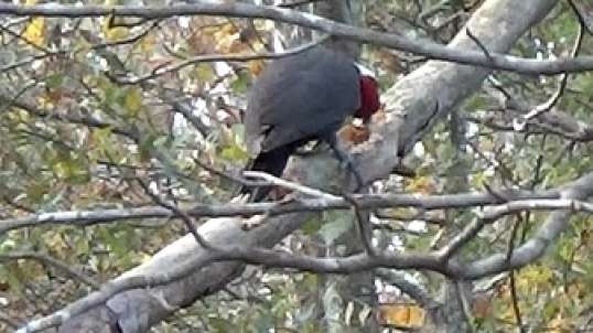 Pileated Woodpecker stops by for a snack