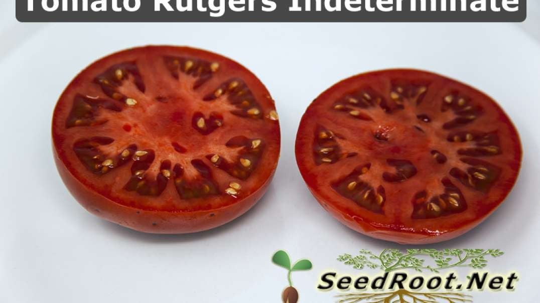 Rugters Tomato Indeterminate Video - SeedRoot.net