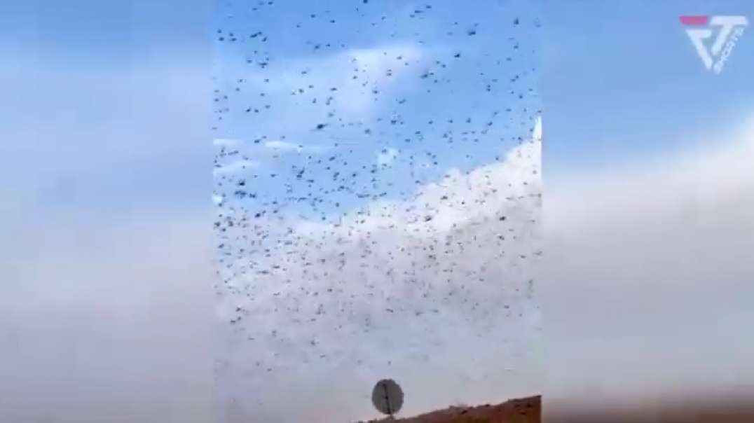 Desert Locusts threaten Saudi Arabia. Millions of locust swarms - Natural Disast.mp4