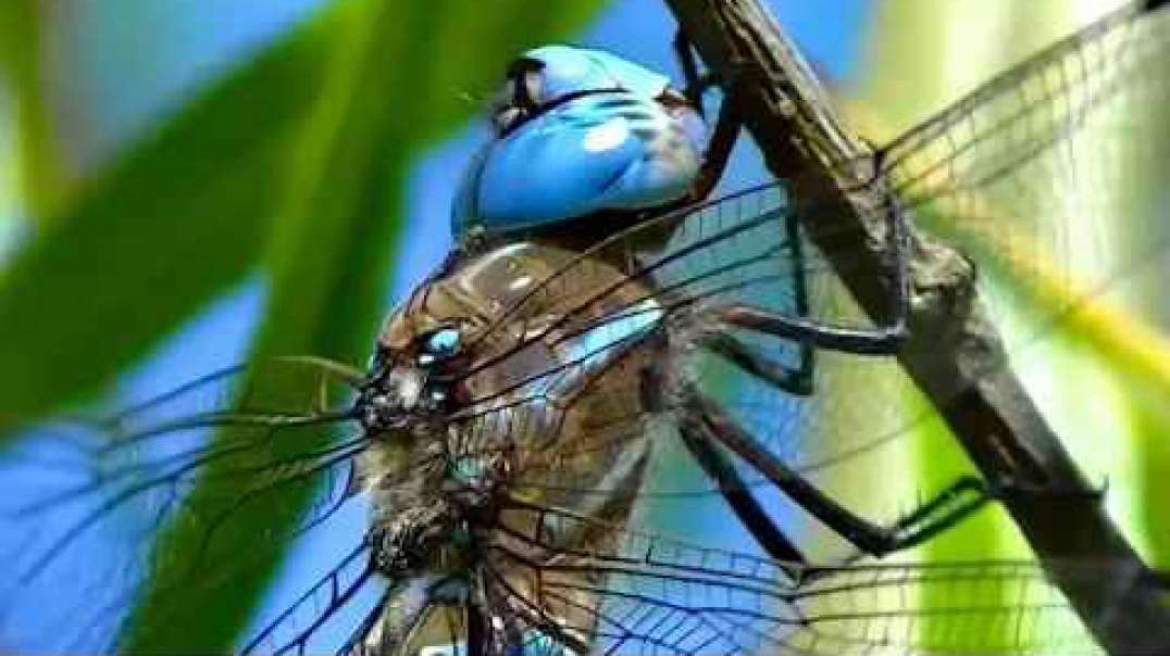 IECV NV #111 - π The Blue Dragonfly Up Close And Personal 6-21-2015