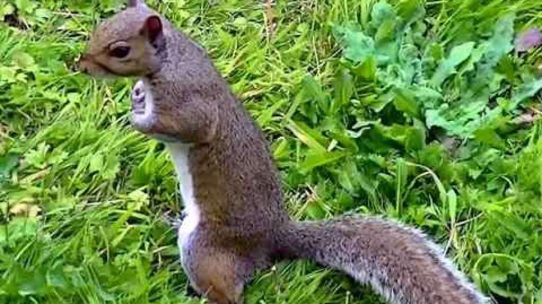 IECV NV #64 - π A Day In The Life Of A SquirrelπΏοΈ 8-2-2014