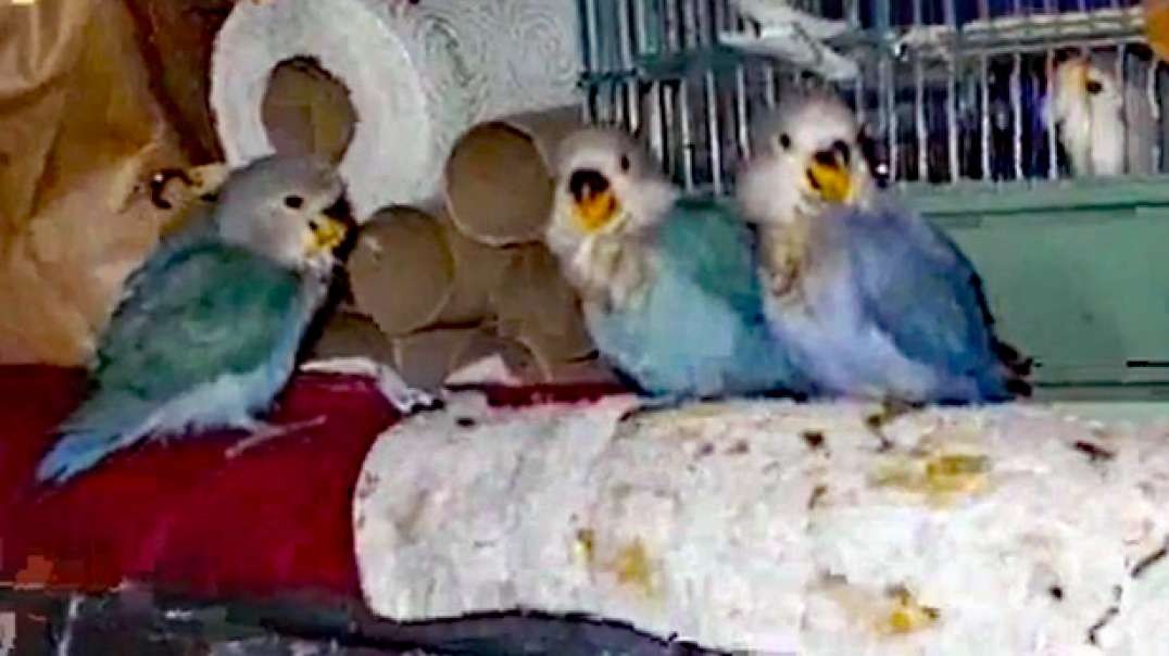 IECV PBV #01 | πBaby Lovebirds And their Feathered Friendsπ₯11-2-2013