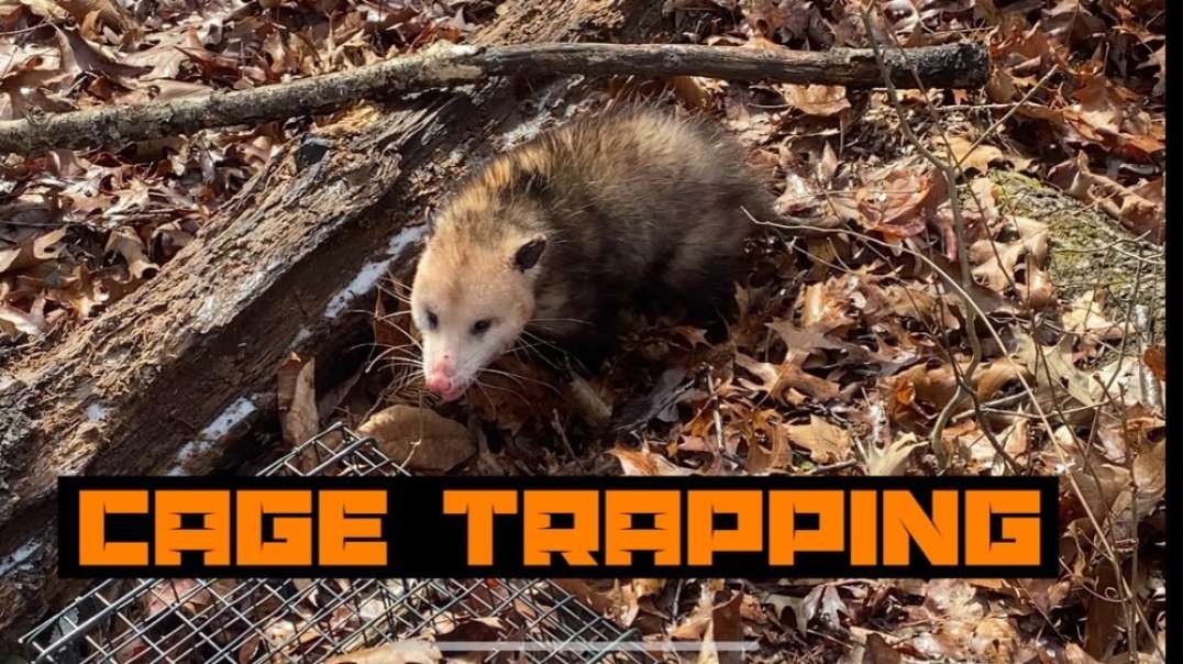 Trapping success! How to cage trap!