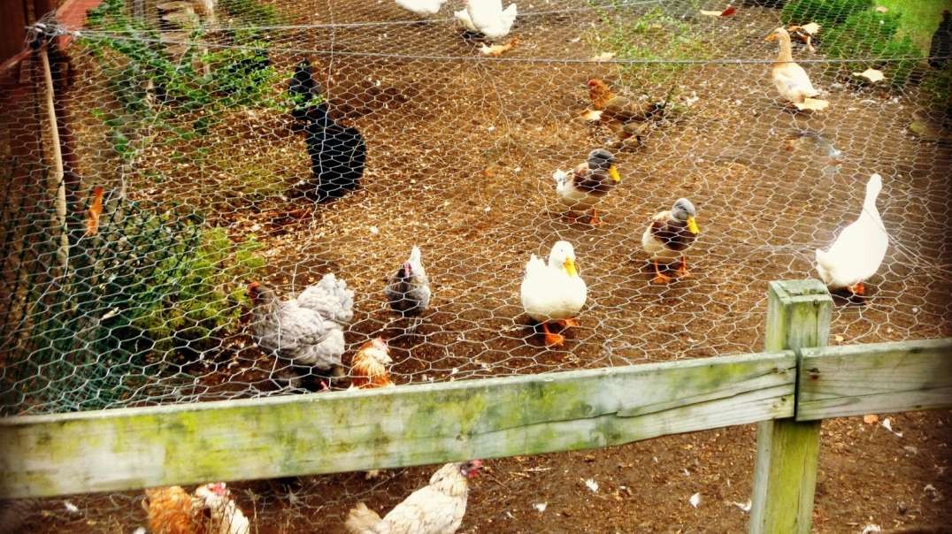 They're Coming for your Animals -- UK confirms gassing chickens