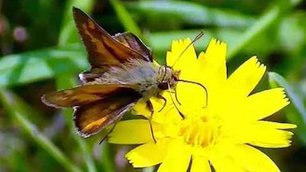 IECV NV #67 - 🦋 Small Skipper Butterfly 9-3-2014