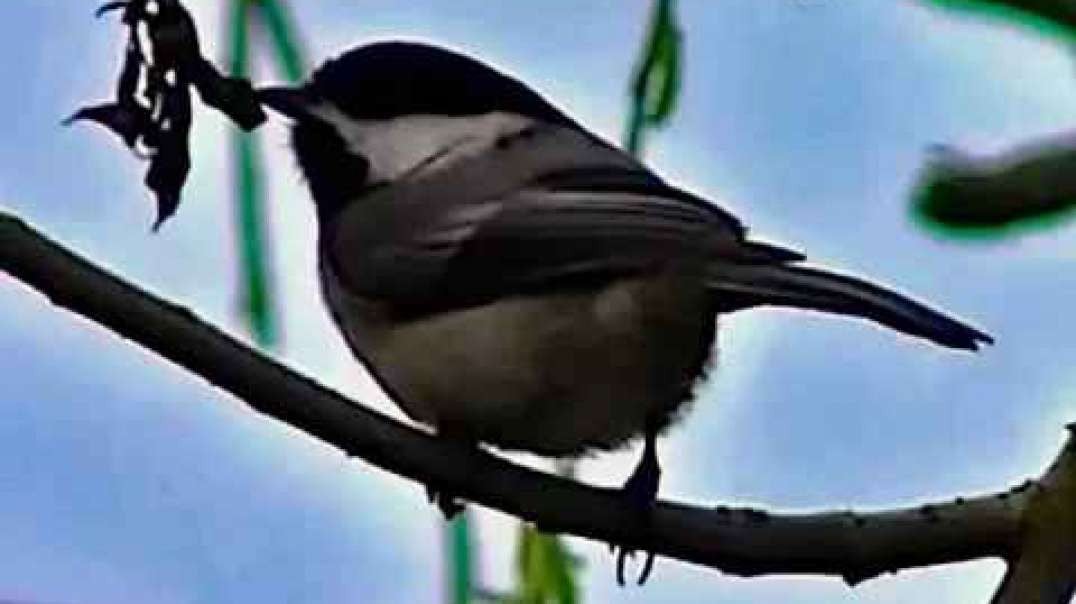 IECV NV #84 - 👀 A Chickadee In The Weeping Willow Tree 3-23-2015
