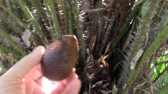 Salak, Snake Fruit, Fruta de Serpiente, All You Ever Wanted to Know