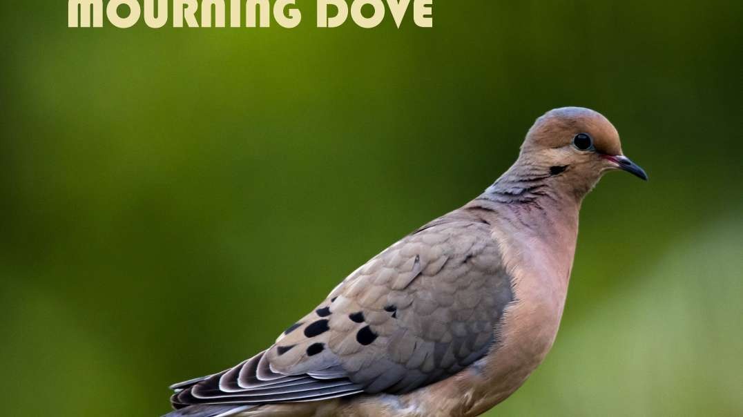 "Mourning Dove" - jazz