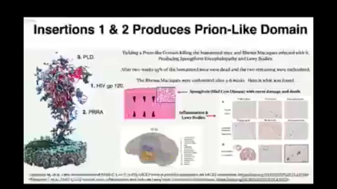 Spike protein goes into the brain