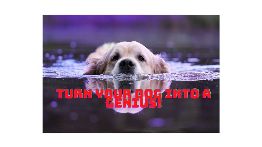 Brain Training for Dogs - Turn Your Dog into a Genius!