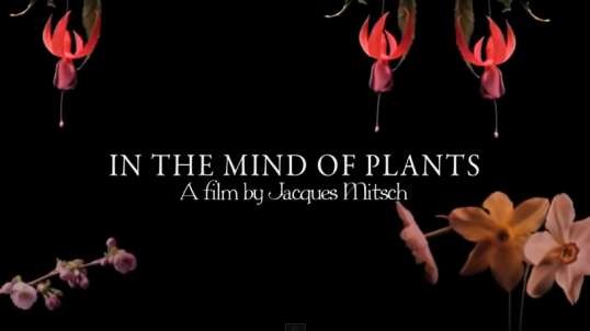 In The Mind of Plants (Full Documentary on The Intelligence of Plants)