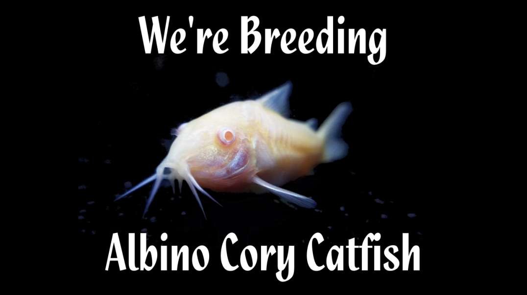 Pondscape - 2021 - We're Breeding Albino Cory Catfish [hd 720p]