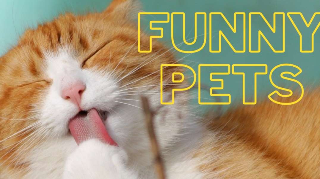 💗Cute And Funny Pets | Try Not To Laugh To These Pets Compilation.