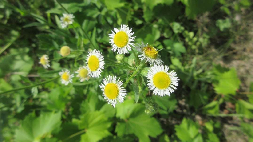 She Loves Me Daisy Fleabane June 2021.mp4