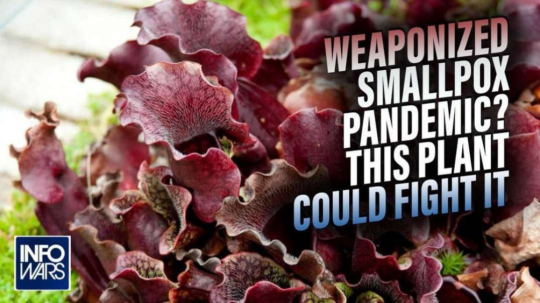 Is Weaponized Smallpox the Next Engineered Pandemic - This Plant Could Fight It.mp4