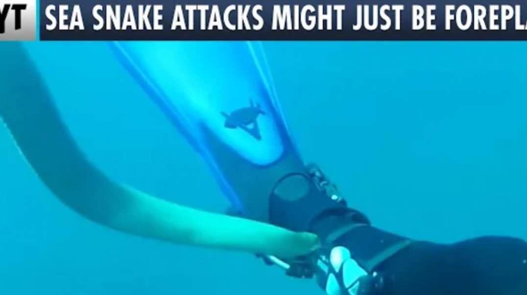 CRAZY Reason Behind Sea Snake Attacks(480P).mp4