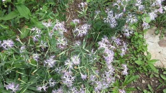 Sweet Perfume Fringed Dianthus  July 2021.mp4