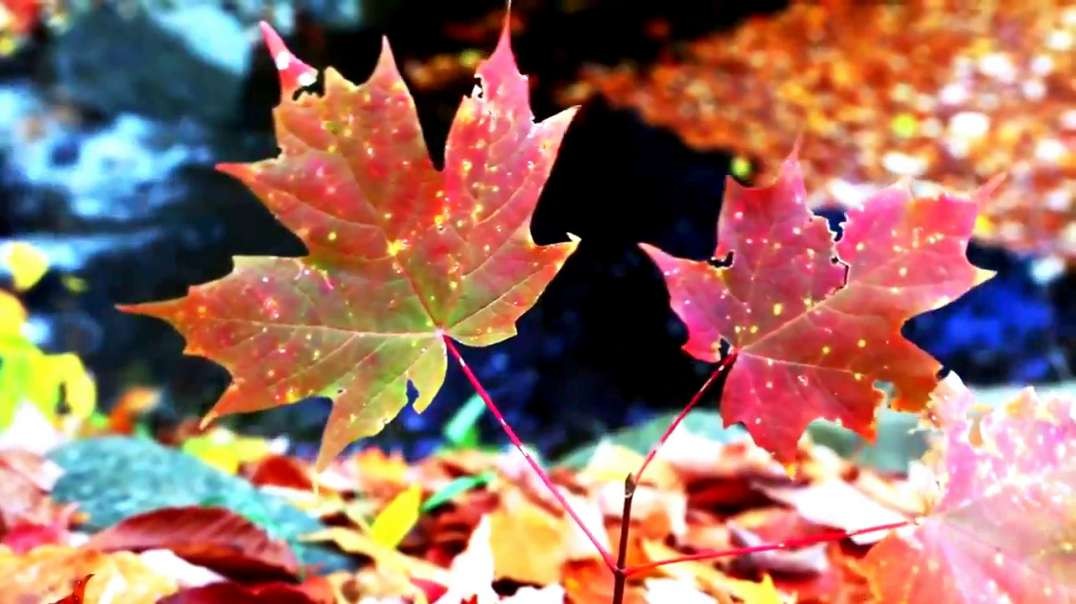 Fall Autumn A short video by FreeMusic