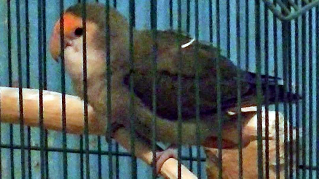 IECV PBV #71 | 👀 Peanut Chewing Her New Perch Silly Bird 🐤 6-22-2017
