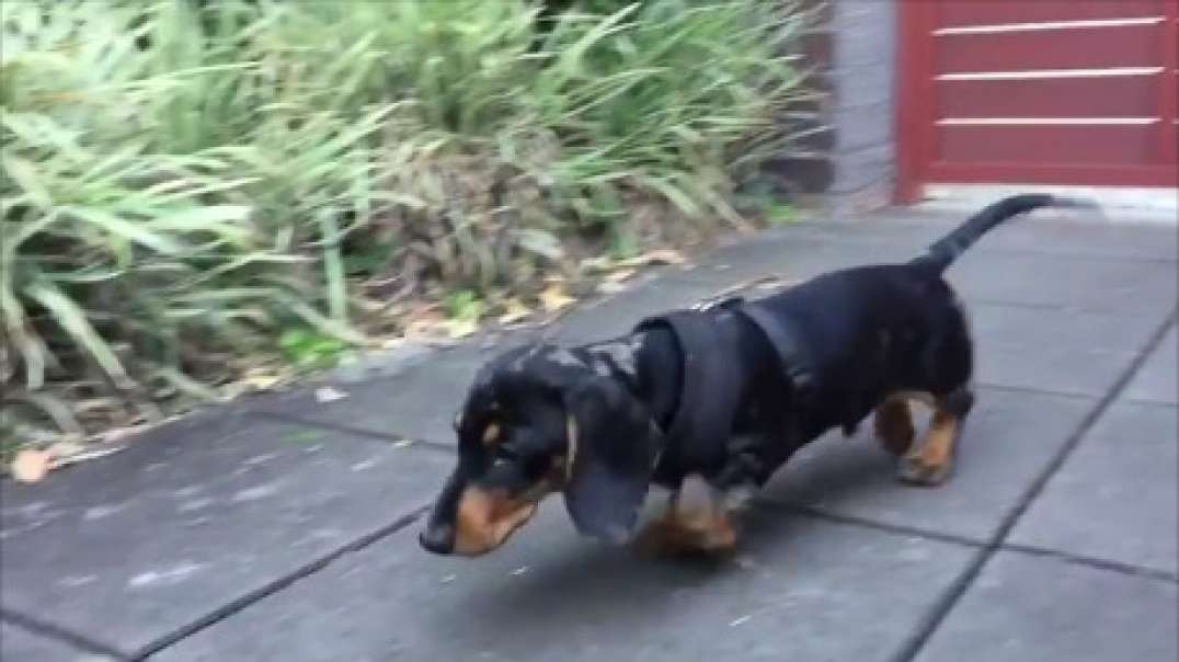 sSausage outdoors stuff Samba sound.mp4