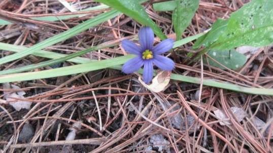 Smooth Beauty Blue Eyed Grass 2021.mp4