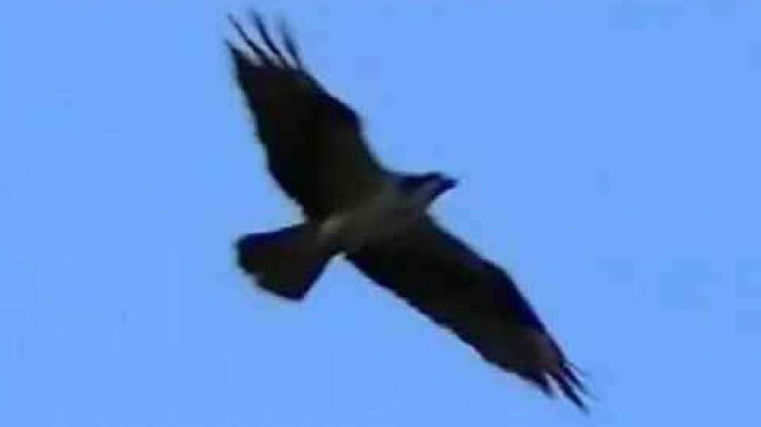 IECV NV #119 - 👀 Bird Flying In The Air It's A Osprey 🦅10-13-2015