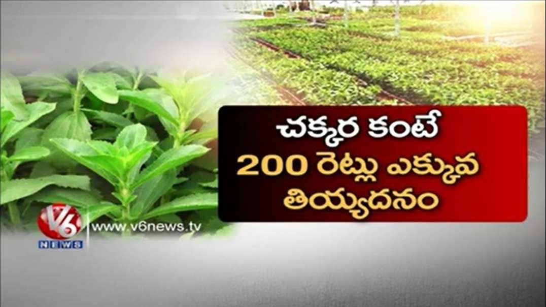 (10)Stevia A herb which is 200 times Sweeter than sugar_(Telugu)