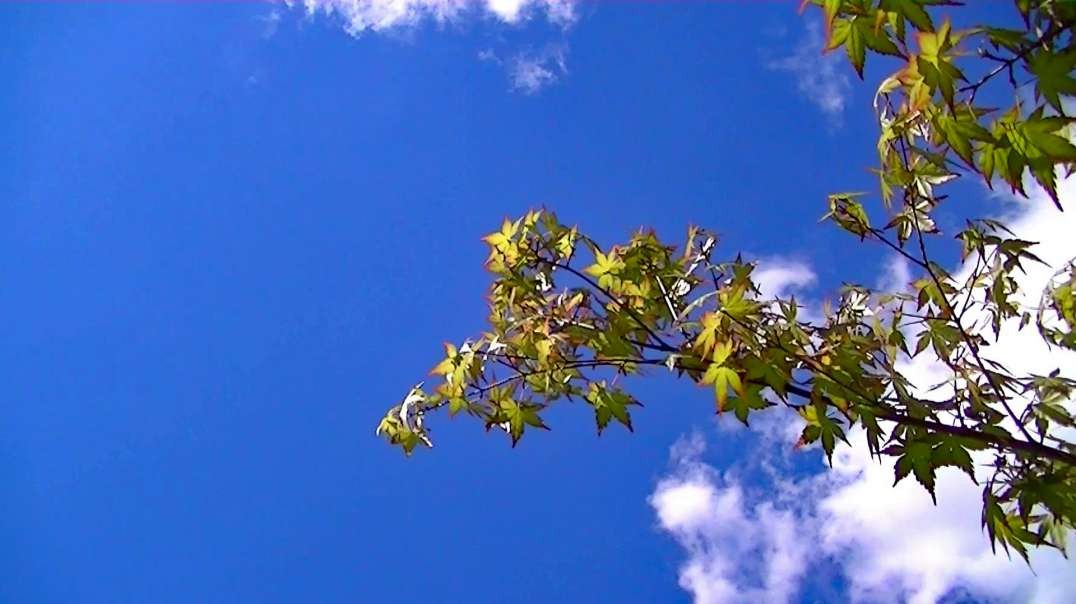 IECV TLV #28 - 👀 Maple Leaf In The Time Lapse ☁☁ 4-28-2019