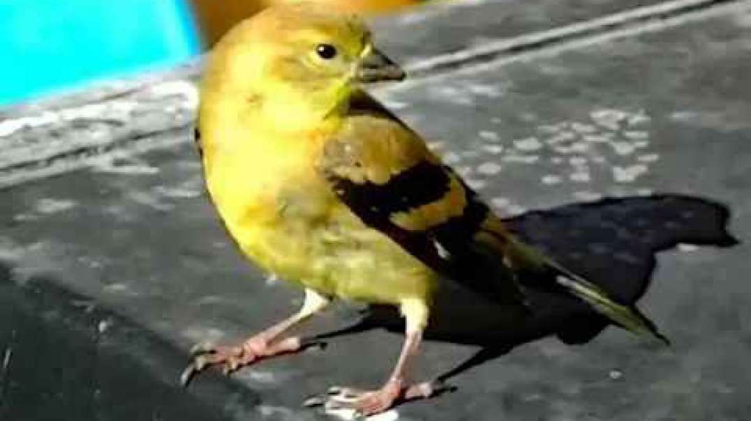 IECV NV #126 - π American Goldfinch Juvenile Almost Touched 9-10-2015