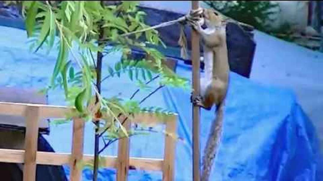 IECV NV #120 - 👀 Squirrel Playing Jumping And Having A Great Time 🐿️10-13-2015