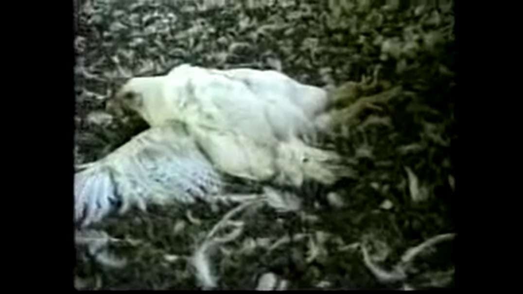 (7)Watch this before eating KFC chicken…   PETA