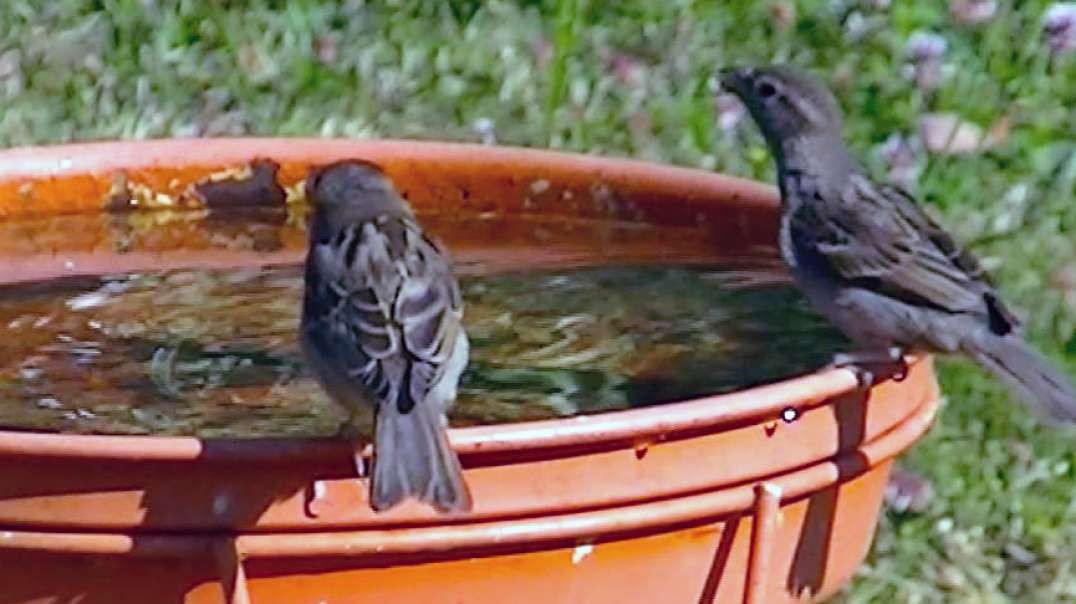 IECV NV #423 - 👀 House Sparrows At The Birdbath🐤🐤 7-15-2017