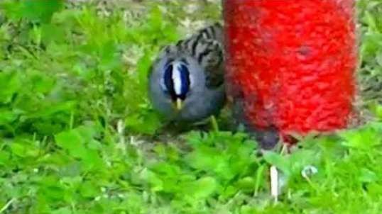 IECV NV #388 - 👀 House Sparrows And A White Crowned Sparrow Out Back🐤 6-7-2017