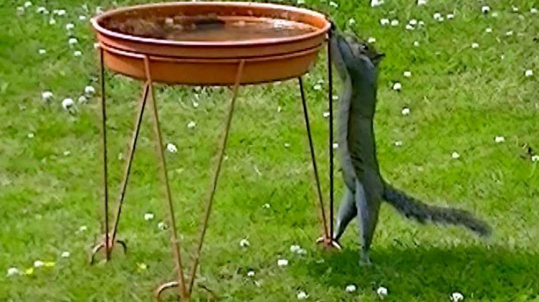 IECV NV #401 - 👀 A Squirrel In The Out Back 🐿️ 6-25-2017