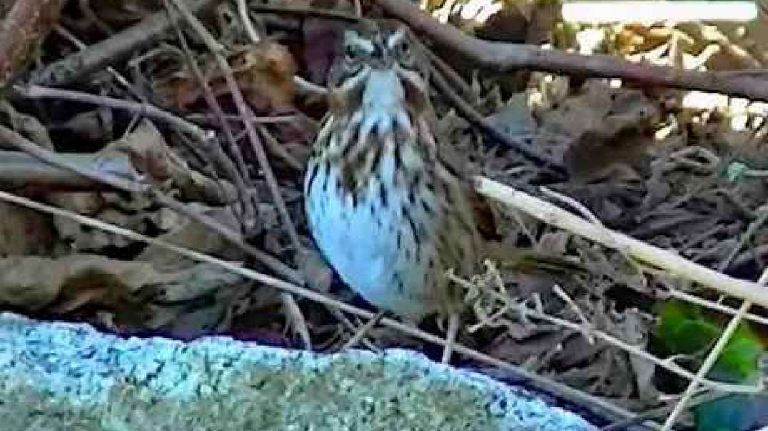 IECV NV #212 - 👀 Song Sparrow Out And About 3-29-2016