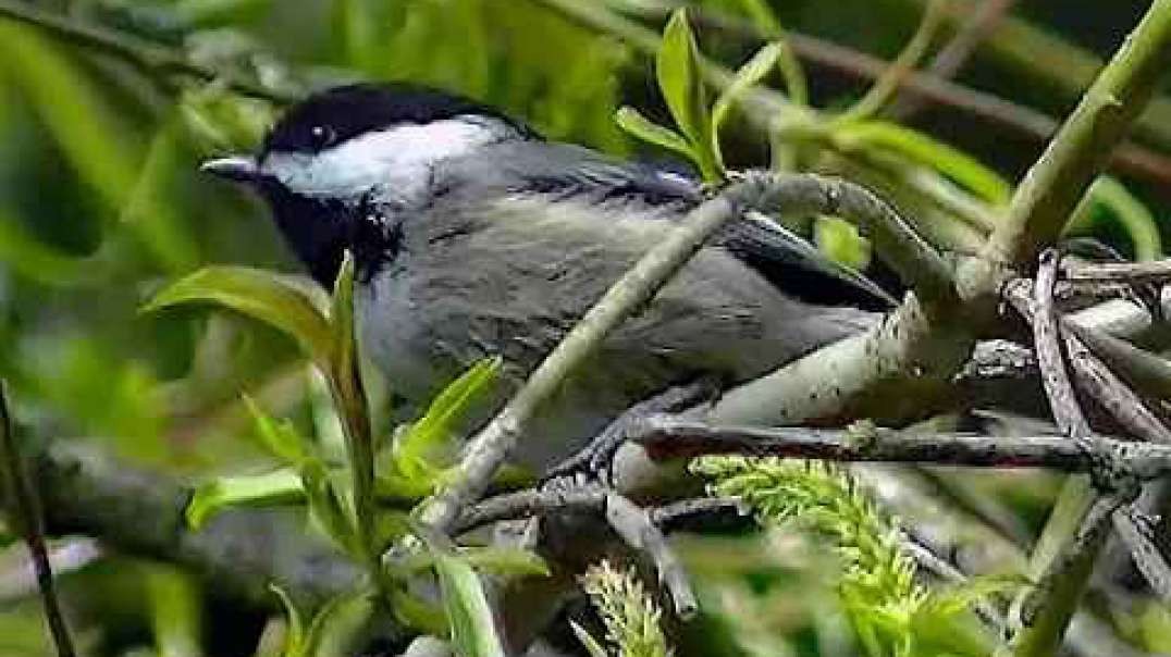 IECV NV #216 - 👀 A Chickadee In The Weeping Willow Tree 4-4-2016