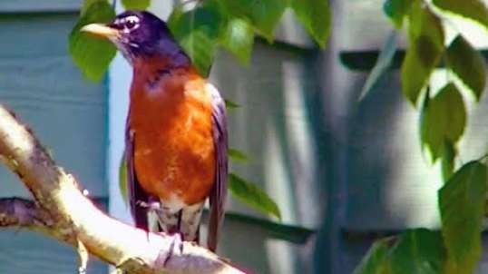 IECV NV #376 - 🐦American Robin Chilling Out In The Neighbor's Tree 5-29-2017