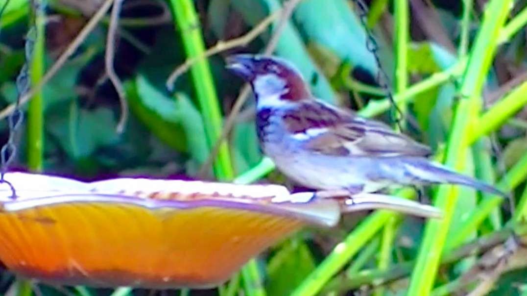 IECV NV #420 - 👀 House Sparrows Eating At The Orange Glass Feeder🐤 7-14-2017