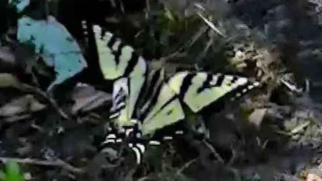 IECV NV #234 - 👀 Pigeon 🐤 And A Western Tiger Swallowtail Butterfly 🦋 6-6-2016