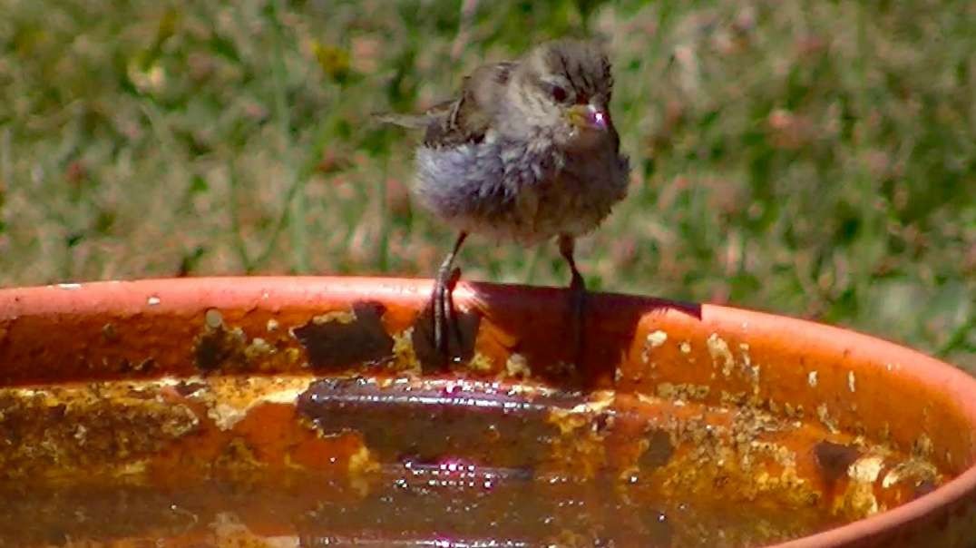IECV NV #439 - 👀 Young House Sparrow Getting A Drink Of Water 🐥 7-24-2017