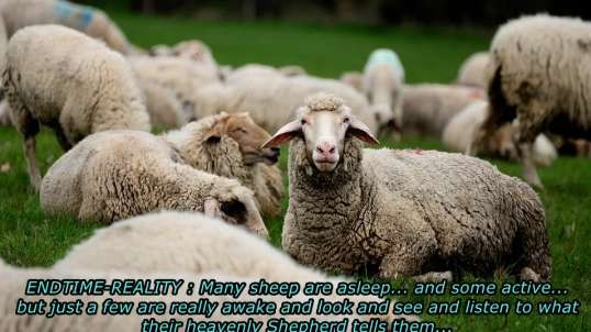What is in reality the True Gospel and True Church... and True disciple-ship?.