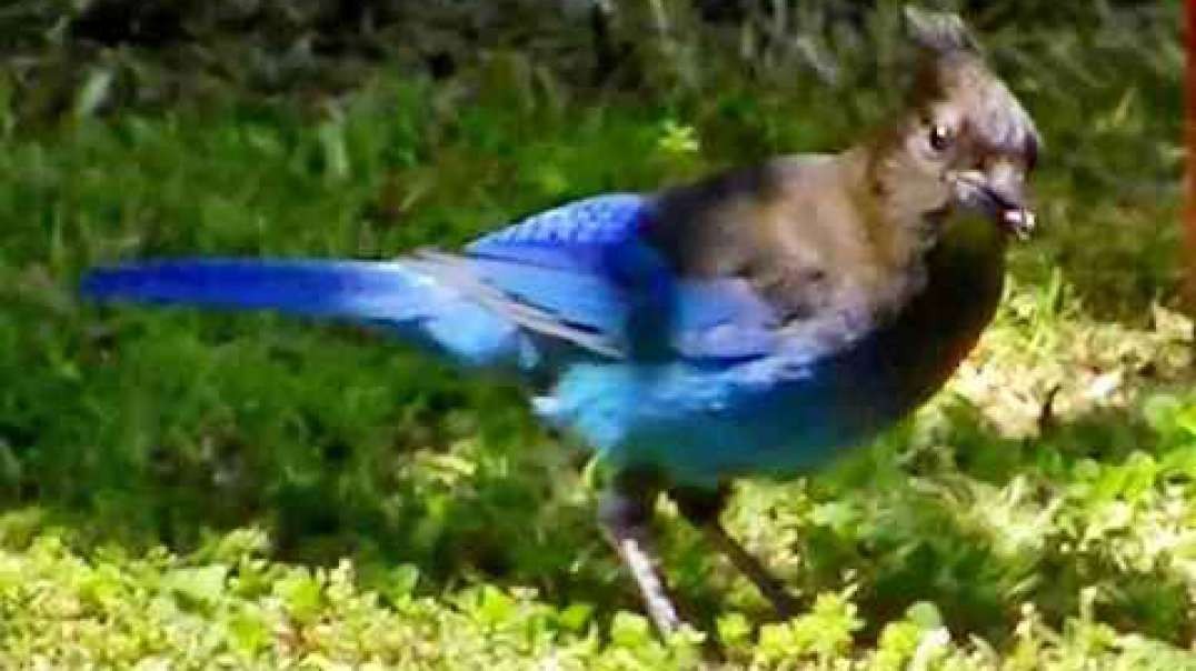 IECV NV #379 - 👀 A Stellar's Jay In The Backyard Exploring And Looking For Food🐦6-5-2017