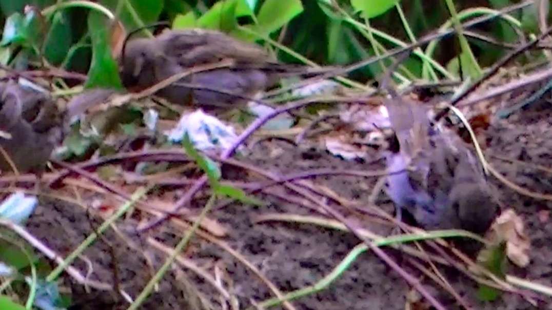 IECV NV #428 - 👀 House Sparrows Playing In The Dirt🐤🐤🐤🐤 7-16-2017