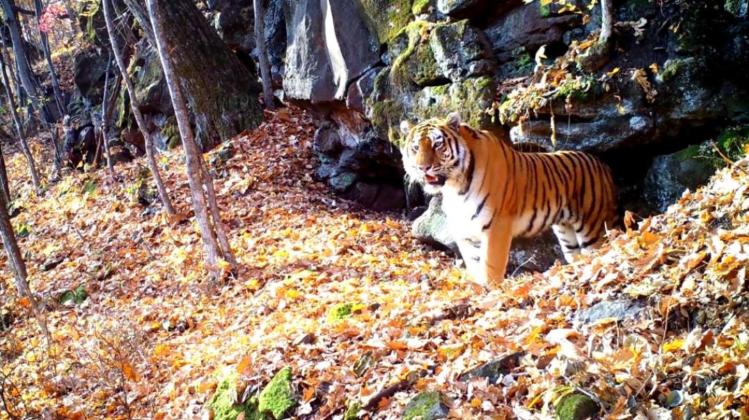 Russian Siberian Tiger