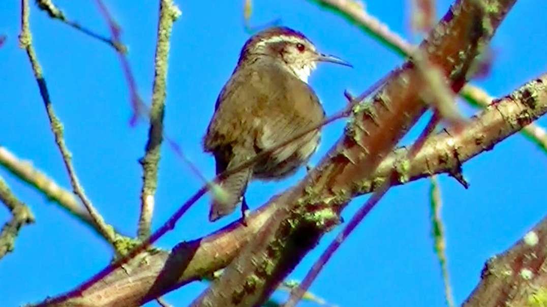 IECV NV #433 - 👀 A Wren In The Filbert Tree And A Female House Sparrow🐤 7-19-2017