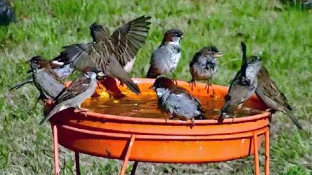 IECV NV #266 - 👀 House Sparrows Bathing - Stellar's Jay Drinking- Spotted Starlings To 9-20-2016