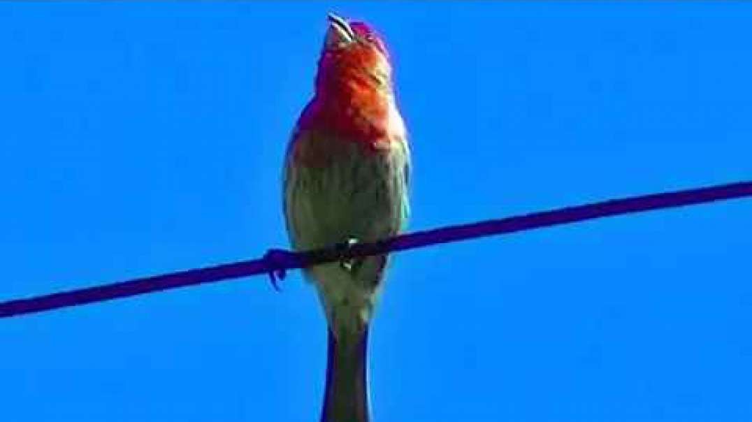 IECV NV #245 - 👀 A Red Headed Male Finch On The Wire singing away 🐦7-3-2016